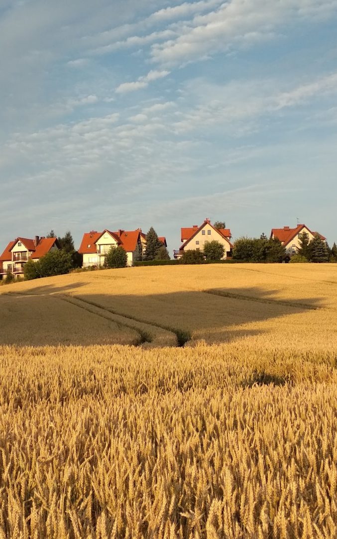 Landschaft mit reifem Weizenfeld und mehreren Häusern im Hintergrund.